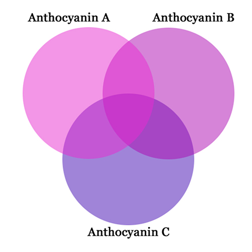 Anthocyanin